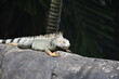 Iguana Warming in the Sunshine in the Tropics