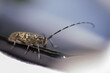 Chrząszcz z bardzo długimi czułkami, kózkowate (Cerambycidae), (2).