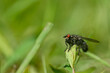 Ścierwica mięsówka (Sarcophaga carnaria), muchówka z czerwonymi oczami odpoczywająca na łące.