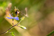 Bzyg prążkowany (Episyrphus balteatus), bzygowatei (Syrphidae). Mały żółto czarny owad pijący nektar z niebieskiego kwiatka, rozmyte skrzydła.