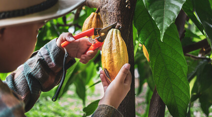 Wall Mural - Close-up hands of a cocoa farmer use pruning shears to cut the cocoa pods or fruit ripe yellow cacao from the cacao tree. Harvest the agricultural cocoa business produces.