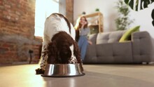 English Springer Spaniel Eating In Living-room. Hungry Dog Puppy Running To Metal Bowl Close-up. Happy Domestic Animal Concept. Dog Food, Pet Store, Ad. Concepts Of Online Shop Delivery For Pets