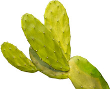 Nopal Cactus Plant Clipart Png