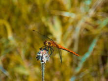 An Orange Dragonfly On A Branch. Close-up