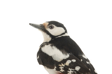 Sticker - woodpecker portrait isolated on white background