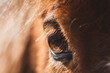 Pferd / Auge / Detail