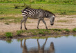 zebra in the serengeti