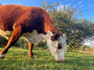 cows in the field