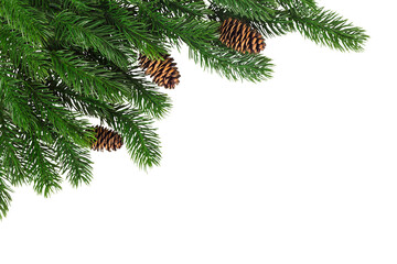 fir branches with cones in the corner on a white background