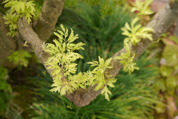 Wall Mural - Light green leaves cling to brown branches.