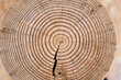 Cross section of tree stump