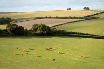 cows grazing in field with arable field behind, berkshire, england, uk