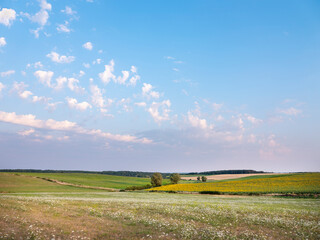 flower landscape under blue sky in lorraine national park