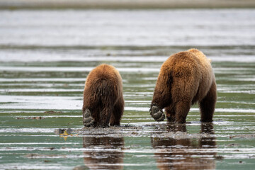 Poster - Alaskan brown bears walking away on mud flats