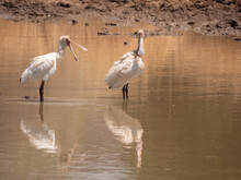 Two African Spoonbills Stand In Muddy Water, Reflections Below