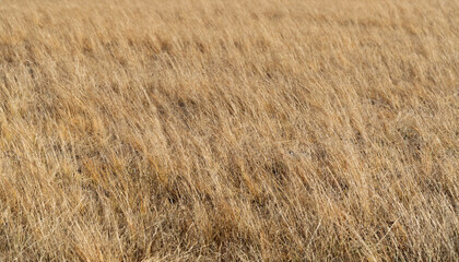 Close up of yellow grass in the wind