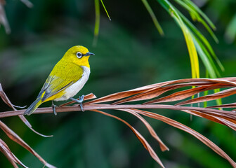 Wall Mural - A White Eye Oriental Bird looking back