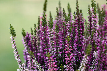 Wall Mural - Calluna vulgaris, common heather, ling, or simply heather. It is a low-growing evergreen shrub. It is the dominant plant in most heathland and moorland in Europe.