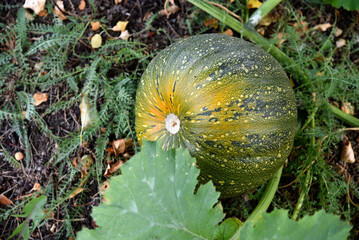 Poster - Beautiful green and red pumpkin in the autumn garden. Growing pumpkins in the garden.