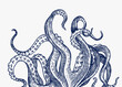 Octopus tentacles. Engraved hand drawn in old sketch, vintage creature. Nautical or marine, monster. Animal in the ocean. Template for logos, labels and emblems.