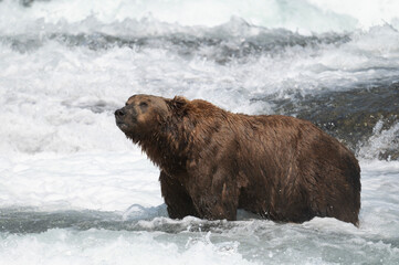 Canvas Print - Alaskan brown bear in water