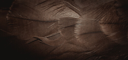 Wall Mural - hawk feathers with visible detail. background or texture