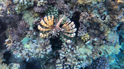 Wall Mural - Arabian lionfish swimming in Red Sea in Egypt