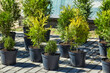 very small seedlings of coniferous trees grow in containers and are ready for further planting