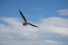 Seagull Flying In A Skyscape With Wide Open Wings