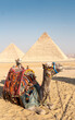 Camel in front of the pyramids of Giza