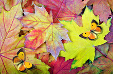 Colorful Autumn Background. Bright Orange Butterflies On Colorful Autumn Fallen Maple Leaves. Autumn Fallen Leaves Texture Background. Top View