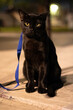 black cat pose cute leash