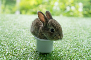 Lovely newborn rabbit baby bunny sitting in white bathtub on green grass over bokeh nature background. Cuddly rabbit brown bunny in white tub looking at something on meadow green background. Easter