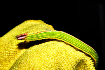 opsiphanes bogotanus, green caterpillar with orange head with form of dragoon, over yellow texture