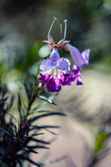 Wall Mural - Wild Fuschia