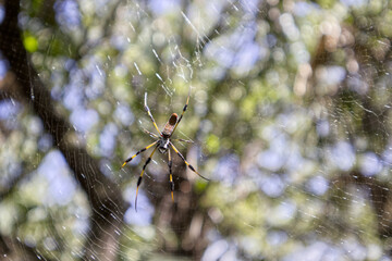 spider in a web in the forest