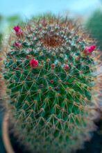 Close-up Of A Cactus With Red Flowers And Many Sharp Needle-like Thorns