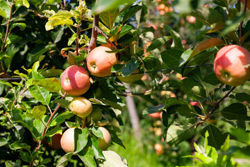 Wall Mural - Rich farm harvest, ripe apples on branches in green foliage in summer orchard