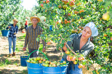 Wall Mural - Young adult woman farmer working in orchard with group of seasonal workers, picking ripe organic pears