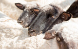 Fototapeta  - ovejas con ectima contagioso afectando morro y nariz 