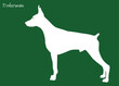 White Doberman. Vector illustration of dog breeds in flat style. Cute dog. Vector illustration isolated on green background. beautiful standing. Love dog, 