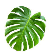 Poster - Summer concept. Tropical monstera leaves on white background. PNG file