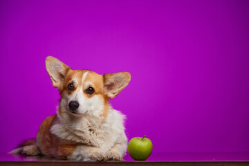 A Pembroke Welsh Corgi dog and a green apple are highlighted on a purple background.