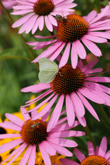 Wall Mural - A butterfly and a bee while working on the flowers of Echinacea