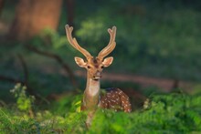 Indian Spotted Deer In Western Ghats