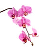 Pink Phalaenopsis orchid flower stem isolated on transparent background