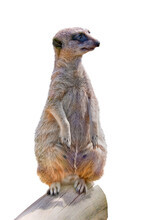 Standing Suricate Isolated On Transparent Background