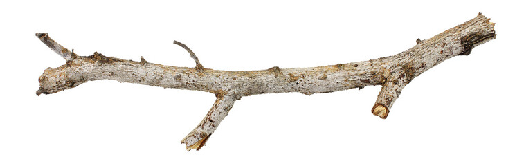 branches