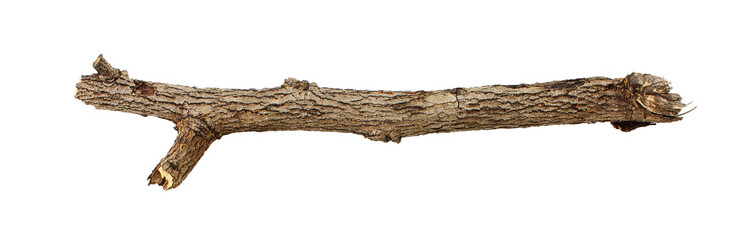 branches