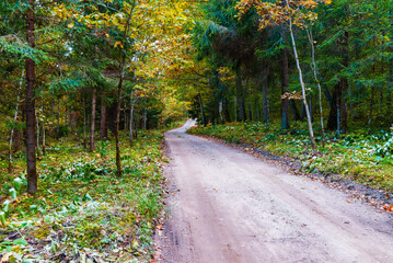 Autumn forest scenery road of fall leaves. Gold foliage. Footpath in scene autumn forest nature.Nice September day in colorful forest, maple autumn trees road fall empty way.